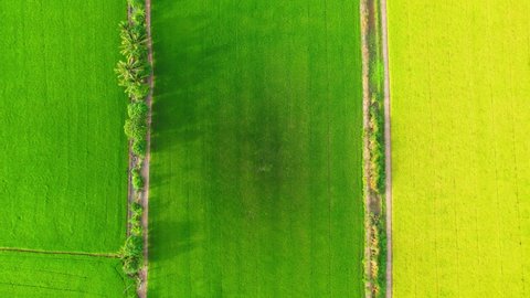 Aerial view of agriculture in rice fields for cultivation. Natural texture for background. green and yellow rice paddies in Pathum Thani Province, Thailand. 4K drone.

