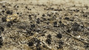 Pine cones and needles lie on the ground in the forest. - Powered by Shutterstock - Get 15% off with code: PIKWIZARD15