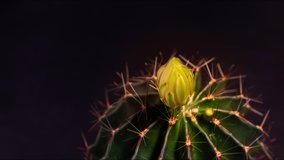Timelapse 4K. Flowers are blooming.  Cactus, yellow, almost orange, Hamoto Cactus, blooming atop a long, arched spiky plant surrounding a black background, shining from above.
