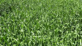 HD. Green corn in the field. Agriculture. The concept of agriculture. Agribusiness.