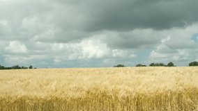 Wheat field in summer. Golden yellow agricultural wheat field waving in the wind against a blue sky with large stormy clouds.  - Powered by Shutterstock - Get 15% off with code: PIKWIZARD15