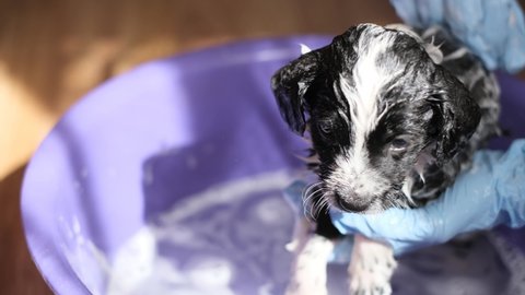 Veterinarian in blue gloves washes a small dog with shampoo in a bath of water. Shampoo for animals