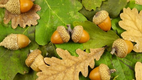 Fresh green and dry brown oak leaves, acorns lie on a white table, natural background