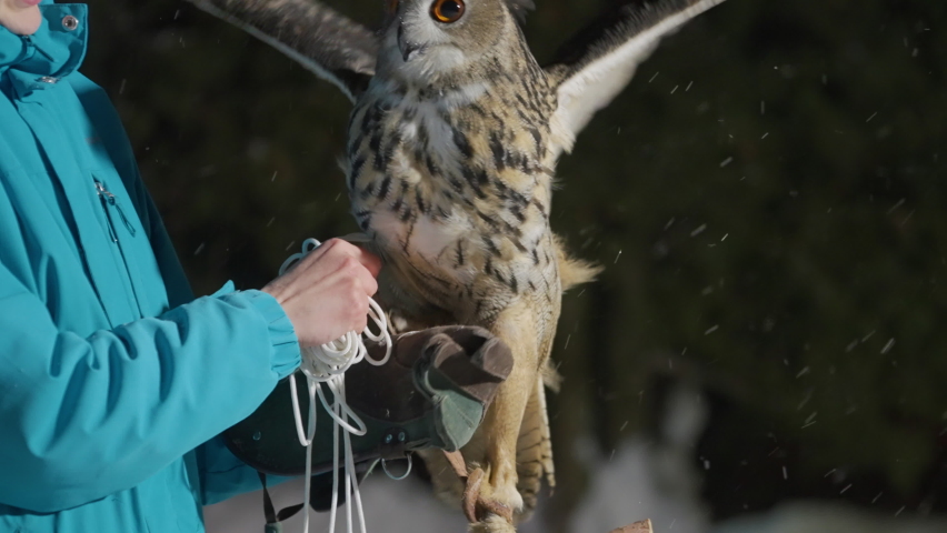 Slow motion, female trainer in coat and gloves holding big eurasian great horned eagle owl on leash, bird looking in camera, flapping extended wings, taking off and flying. Snow falling, winter night.