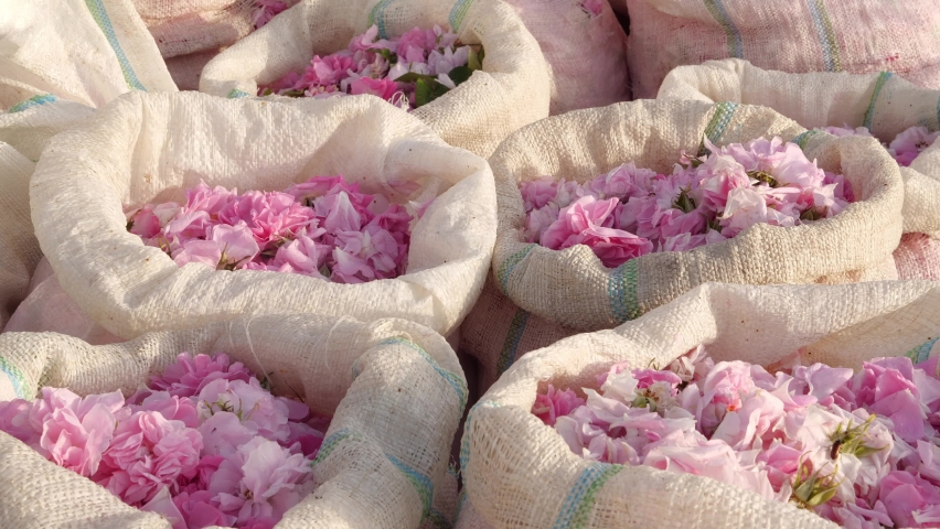 Rose petals harvest for perfume. Plantation and field of roses. Rose petals in bags Royalty-Free Stock Footage #1091513857
