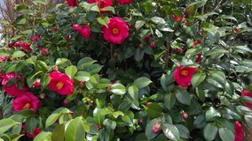 Beautiful camellia flower blooming in the garden . - Powered by Shutterstock - Get 15% off with code: PIKWIZARD15