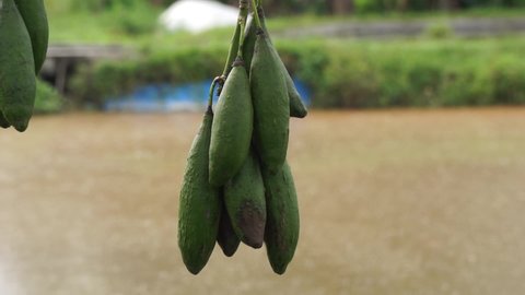 The fruit of Ceiba pentandra (cotton, Java kapok, silk cotton, samauma) with a natural background. Indonesian used this plant as bed
