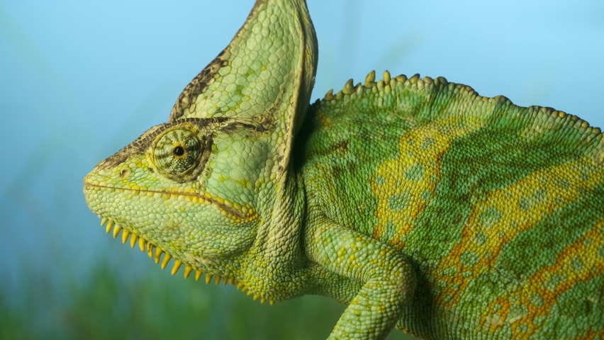 Close-up of an elderly bright green chameleon sitting on branch and looking around in background green grass and blue sky. Veiled chameleon or Yemen chameleon (Chamaeleo calyptratus) Royalty-Free Stock Footage #1091517007