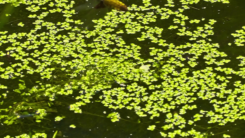 Frog jumps up from the pond, catching an insect in flight. Slow motion.