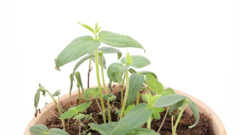 Mung beans growing in rotating terra-cotta pot, white background, time lapse