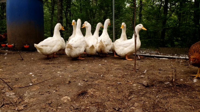White ducks in the enclosure next to water dispenser.