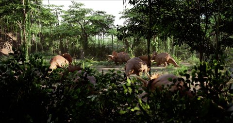 A herd of Triceratops peacefully grazing in a jungle meadow. Jurassic dinosaurs. 3d rendering. High quality 4k footage