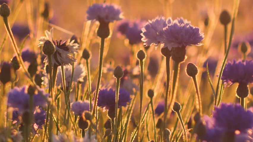 Cornflower sunset light with movement. Hot vibrating air above the flowers. Cinematic picture of the sunset. Blue flowers in the sunlight. Selective soft focus. Royalty-Free Stock Footage #1091521317