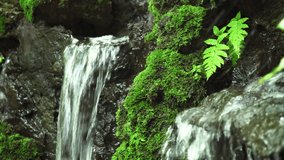 Small Waterfall flowing through the rock, green moss and fern thrive on cool surface of rock