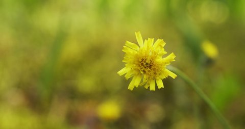 Close-up view of yellow blooming flower at blurred green forest background. Mouse-ear hawkweed plant.