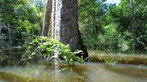 Manaus Brazil. Igapó of Amazon River at Amazon Forest affluent of giant Black River at Amazonian Biome. Natural wildlife landscape. Global warming logging deforestation. Amazon rainforest wildlife.