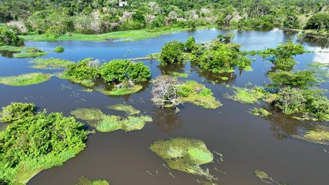 Manaus Brazil. Taruma River at Amazon Forest affluent of giant Black River at Amazonian Biome. Natural wildlife landscape. Global warming logging deforestation. Amazon rainforest wildlife.