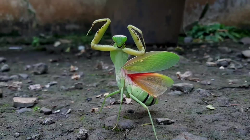 Mantis or Praying Mantis, Mantis Religiosa. The green praying mantis is in danger | Shutterstock HD Video #1091524475