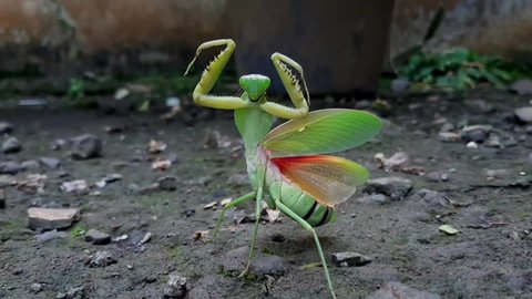 Mantis or Praying Mantis, Mantis Religiosa. The green praying mantis is in danger