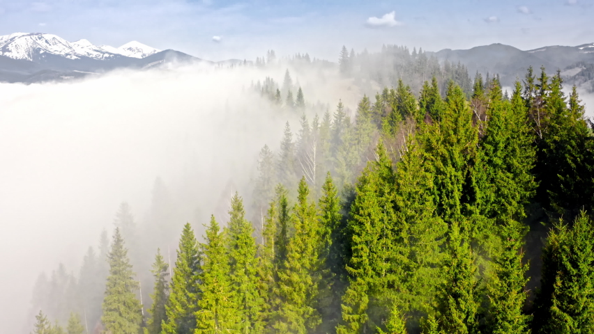 Aerial flight over the morning fog in a mountain forest. Low clouds roll over green hills.