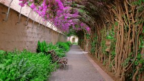 Beautiful tunnel in a park with blooming pink Spanish bougainvillea flowers. Romantic magic atmosphere with branches. Nature landscape horizontal video.
