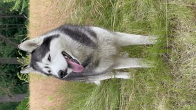 A gray and white siberian husky stands in the grass in a meadow. Close-up front view. Vertical video