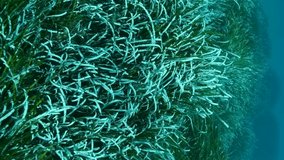 VERTICAL VIDEO: Close-up of dense thickets of green marine grass Posidonia in sunlight. Camera moving forwards in thickets green seagrass Mediterranean Tapeweed or Neptune Grass (Posidonia) Slow motio