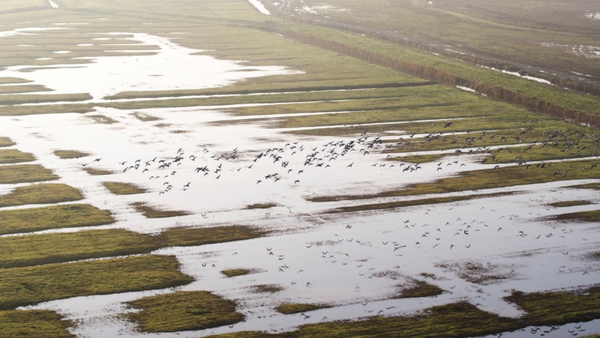 A large flock of birds fly over the flooded farmlands of a river delta in the Netherlands. Panning drone shot. Royalty-Free Stock Footage #1091529091