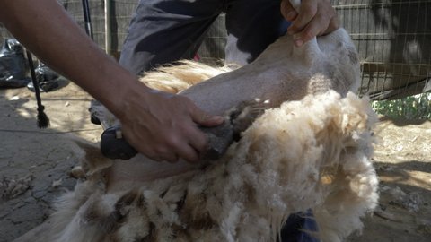 A close up shot has been taken of a farmer shearing the sheep and wool. Agricultural farming and shearing the sheep. Australian shearing method "Tally-Hi"