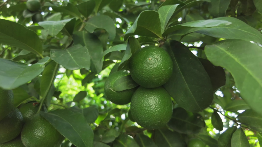 188 Potted lemon tree Stock Video Footage - 4K and HD Video Clips