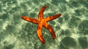 Underwater slow motion video of beautiful red starfish falling slowly to sandy sea bed in turquoise exotic paradise beach