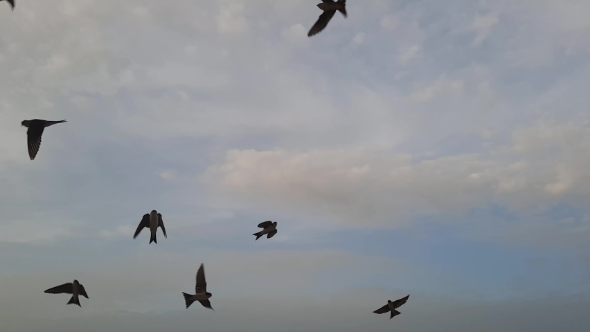 Big flock of common House martin swallows flying to the nests on a hot heavy summer day before rain Royalty-Free Stock Footage #1091535671