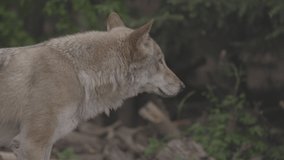 Portrait of a grey wolf Canis Lupus in summer forest. Portrait of Predator. Relationship and behavior of wolves. 4K slow motion video