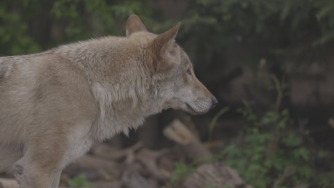 Portrait of a grey wolf Canis Lupus in summer forest. Portrait of Predator. Relationship and behavior of wolves. 4K slow motion video