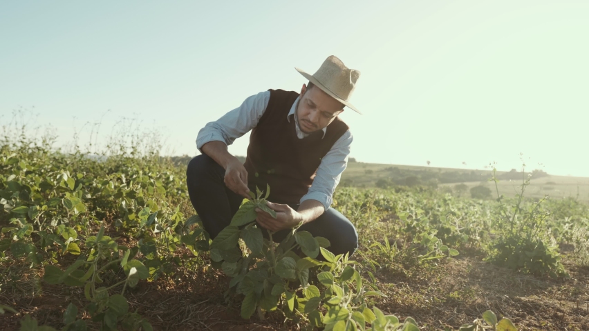 Male farm worker hand harvesting green fresh ripe organic soybean. Cinematic 4K Royalty-Free Stock Footage #1091537723