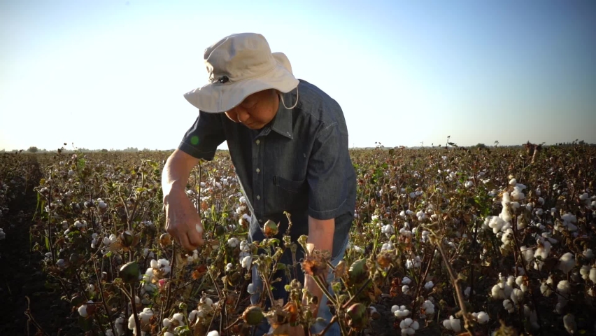 How Long Is A Cotton Picking Minute