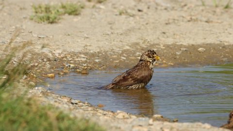Corn Bunting cools off in a lake on a hot summer day