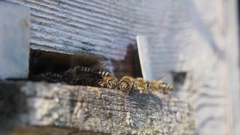 The honeybees return to the hive after collecting honey. A swarm of bees sits at the entrance to the hive. Beekeeping concept