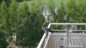Grey healthy dove sitting on balcony of high building in city landscape. 4k stock video footage of sunny summer weather, green blurry landscape and bird going to build nest