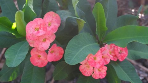 red euphorbia milii flower blowing in the wind