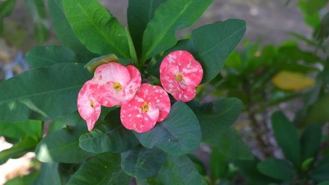 red euphorbia milii flower blowing in the wind