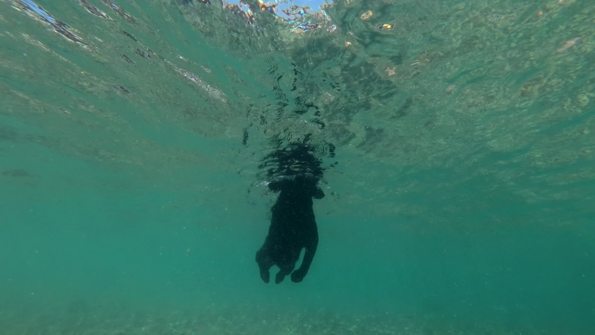 Black dog swim on surface of water. Underwater shot, 4K-60fps. Red sea, Dahab, Egypt