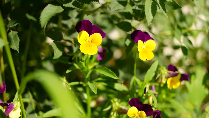 25 Yellow pansy wallpaper Stock Video Footage - 4K and HD Video Clips