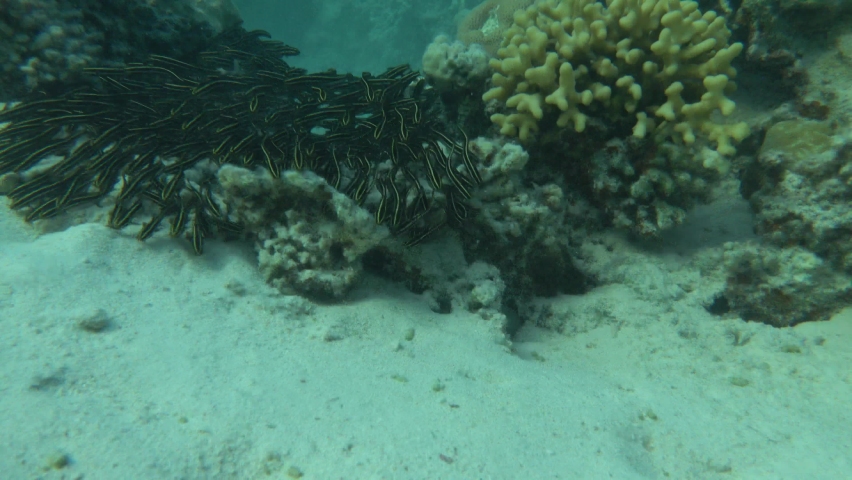 Striped eel catfish (Eng) - Plotosus lineatus (Lat) (family Plotosidae) - grows up to 20 cm.Inhabits shallow reefs (up to 25 m) with a sandy bottom. It feeds on small benthic invertebrates, small fish