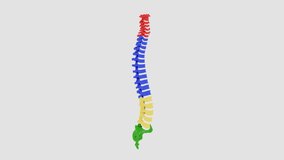 3d rendering of Polygonal video illustration of a healthy colored human spine. Backbone Spine anatomy.
