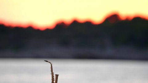 Silhouette of an alto or tenor saxophone stands against backdrop of golden sunset or dawn. Beautiful blurred background. Musical theme and screensaver. Dark forest and golden edge from sunset and sun.