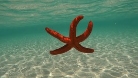 Underwater slow motion video of beautiful red starfish falling slowly from surface to sandy sea bed in turquoise exotic paradise beach