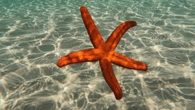 Underwater slow motion video of beautiful red starfish falling slowly from surface to sandy sea bed in turquoise exotic paradise beach