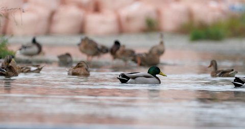 Selective focused footage of Mallard ducks at a riverside in the evening , nature beauty concept