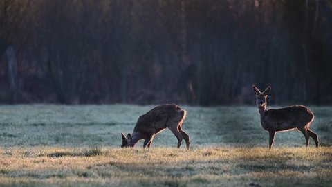 Roe deer grazing on a moorland meadow in morning back light, spring, north rhine westphalia,  (capreolus capreolus), germany